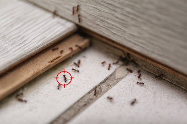 Best Best Pest Control Companies  in Nth Plains, OR