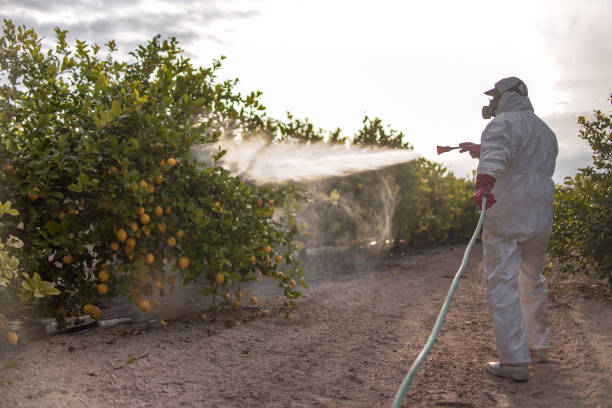 Best Wasp Removal Services  in Nth Plains, OR
