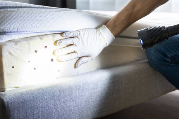Trusted North Plains, OR Pest Control Experts