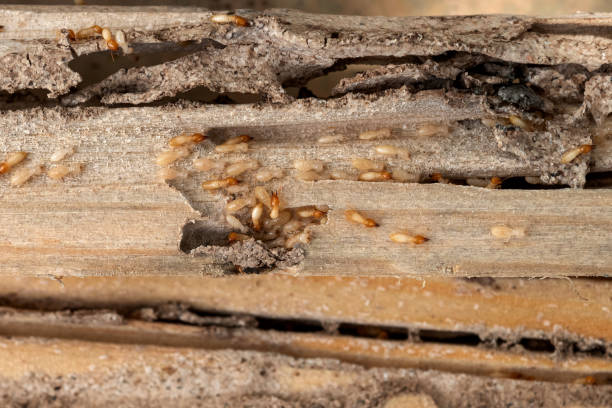 Best Pest Inspection Near Me  in Nth Plains, OR